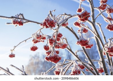 Image of snow-covered red rowan berries. High definition wallpaper concept. Mixed media