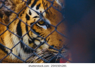 An image of a solitary tiger standing behind a metallic chain link fence, looking despondent with a sorrowful expression on its face - Powered by Shutterstock