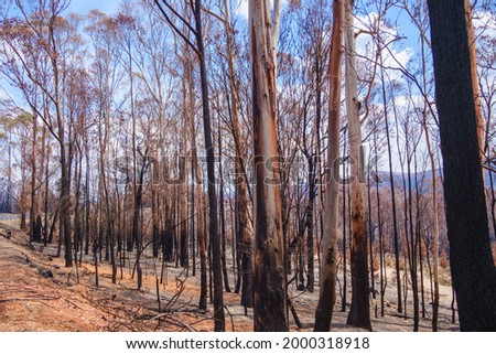 An image of some burnt eucalyptus trees australia