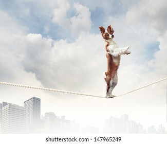 Image of spaniel dog balancing on rope - Shutterstock ID 147965249