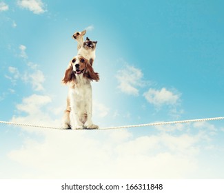 Image Of Spaniel Dog Balancing On Rope