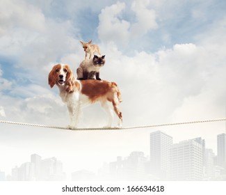 Image Of Spaniel Dog Balancing On Rope