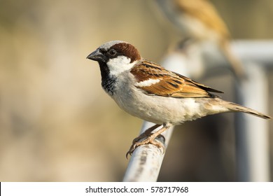 Image of sparrow on nature background. Bird
