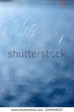 Similar – Image, Stock Photo blue flowers Nature Summer