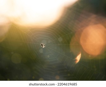 Image of a spider in a web with a bokeh in the background. A natural backdrop for a variety of