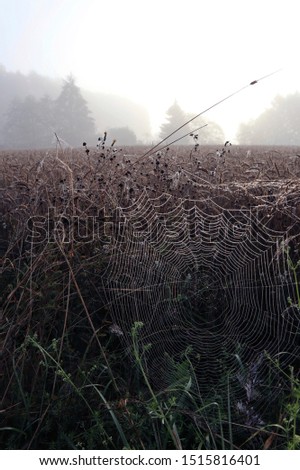 Foto Bild Samstagmorgen Natur Sonne