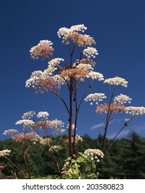 An Image Of A Spikenard