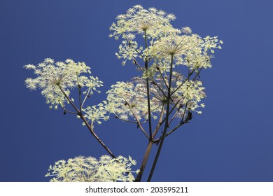 An Image Of A Spikenard