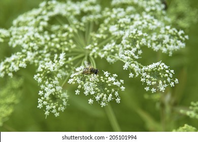 An Image Of A Spikenard