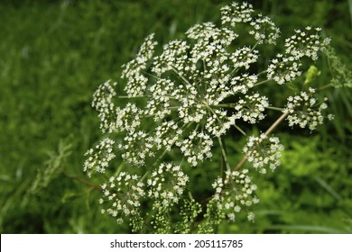 An Image Of A Spikenard