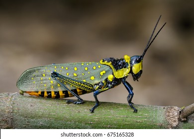 Image Spotted Grasshopper Aularches Miliaris On Stock Photo (Edit Now ...