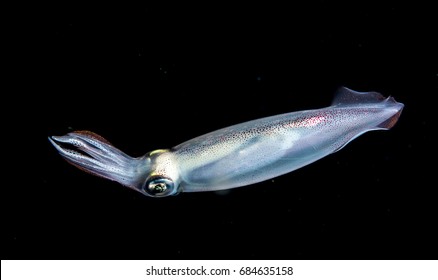 An image of a squid at night.
