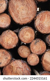 image of stacked pine tree logpile and wood