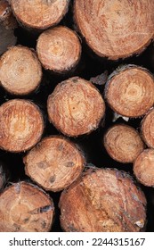 image of stacked pine tree logpile and wood