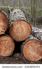 image of stacked pine tree logpile and wood
