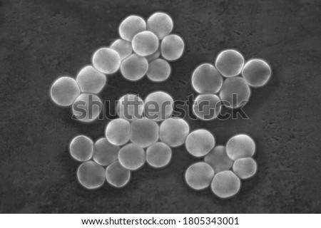 Image of Staphylococcus seen through a microscope -CG           