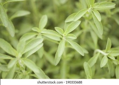 An Image Of Stevia Field