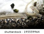 Image of Streaks spined loach