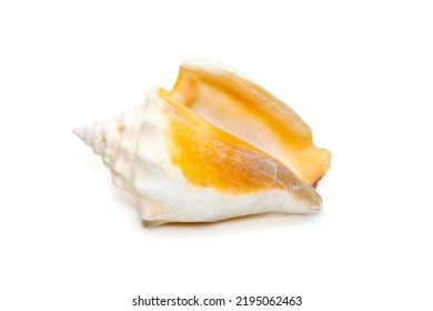 Image Of Strombus Alatus Sea Shell, The Florida Fighting Conch, Is A Species Of Medium-sized, Warm-water Sea Snail, A Marine Gastropod Mollusk In The Family Strombidae, The True Conchs. Animals.
