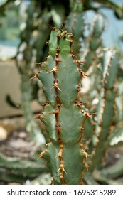 Image Succulent Euphorbia Caerulescens Euphorbia Coerulescens Stock ...