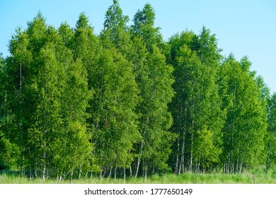 image of a summer forest - Shutterstock ID 1777650149