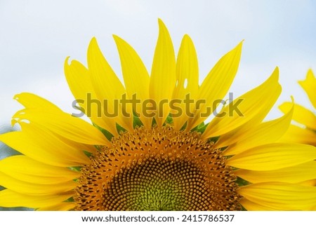 Image of sunflower, Sunflower background.