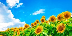 Image Of Sunflower Field In Full Bloom