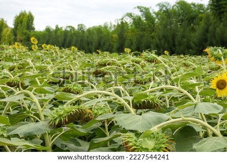 An image of sunflowers facing down to the ground due to rainy weather all week. This leaves no sunlight enough for it to face the sunlight from the sky.