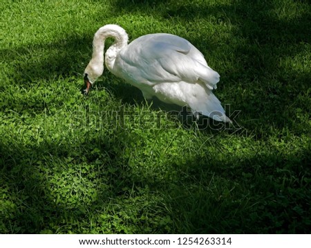 Similar – Image, Stock Photo gooseneck Swan Bird Animal