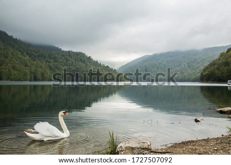 Image of a swan on a lake in the mountains of Azerbaijan