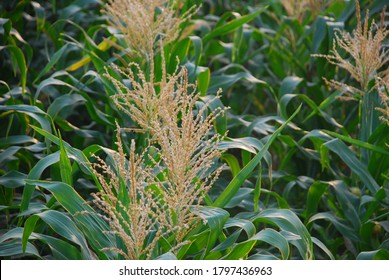 Image Of Sweet Corn Breeding Test Plot.