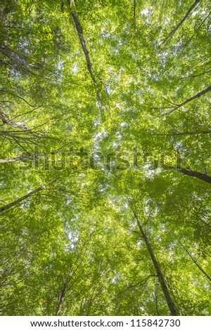 Image, Stock Photo leaf canopy Environment