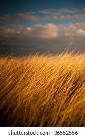 Image Of A Tall Yellow Grass Field At Dusk