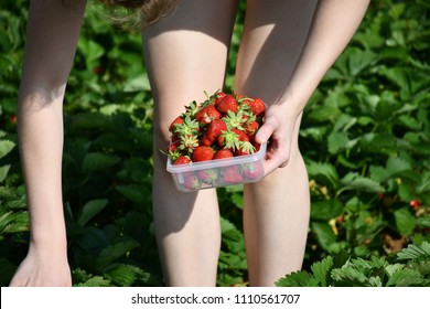 An image of a teenage girl picking berries on a strawberry field - Powered by Shutterstock