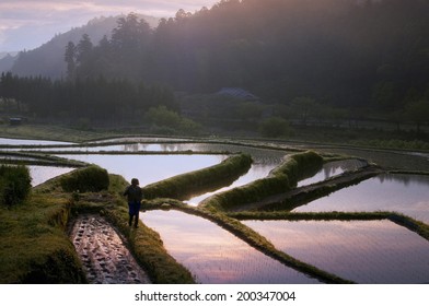 An Image of Terraced Rice Fields