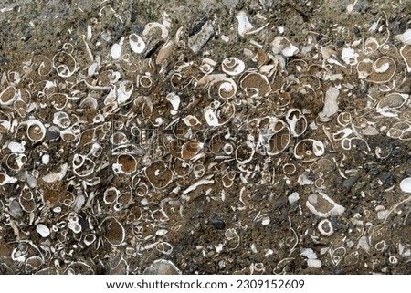 An image of the texture of fossilized sea shell captured in a large rock on Vancouver Island. 