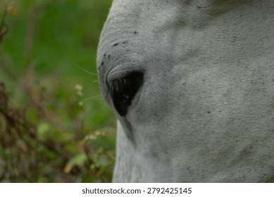 image that represents the face of a cow - a thoughtful cow eating grass to later be sold for human consumption