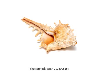 1,605 Sea shell spine Images, Stock Photos & Vectors | Shutterstock