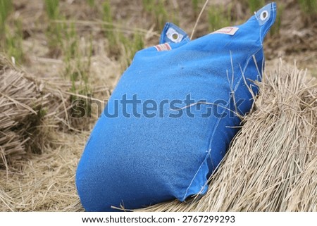 Image of threshing rice in a rice field.