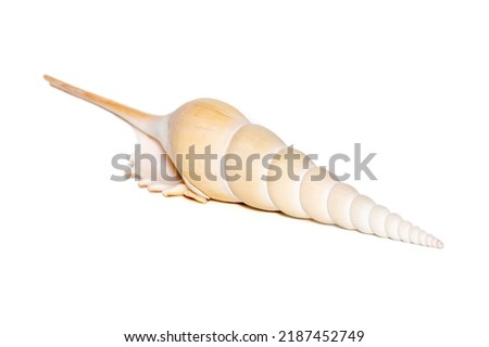 Image of Tibia Fusus sea shells (Spindle tibia or Shinbone tibia gastropod) on a white background. Sea shells. Undersea Animals.