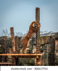 Image Of A Tiger Hugging A Tree Trunk