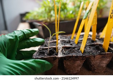 Image Of Tomato Seedlings Sprouting From Trays Of Soil In An Indoor Hydroponic Lab.