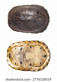 Image of top and beneath of box turtle carapace in top view angle (Siamese box terrapin, Cuora amboinensis) isolated on white background with clipping path