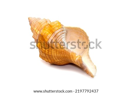 Image of Trapezium Horse Conch  Striped Fox Conch seashell (Pleuroploca trapezium) isolated on white background. Undersea Animals. Sea Shells.