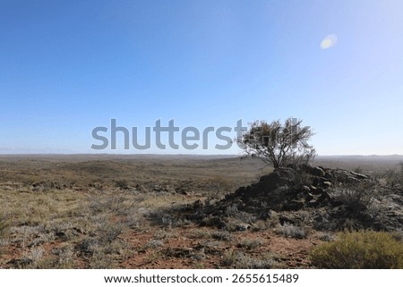 Image of tree in the Australian outback