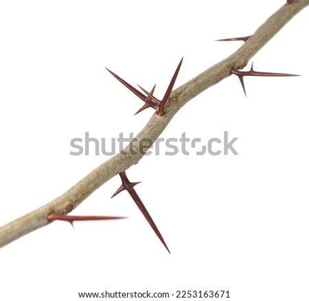 Image of a tree branch with very long thorns on a white background.