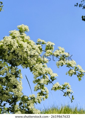 Image of tree branches covered in small white Spring-blossoms with a big blue sky behind, perfect for a nature themed or Spring themed background. Image of tree flowering during the spring season. Nature photograph of a blue sky landscape in East Flanders, Belgium of tree branches covered in small white Spring blossoms. Spring-Awakening, Blossom Canopy, White Blossoms under Azure Sky, nature in full Springtime display. Spring tableau, blooming landscape, floral spectacle, woodland awakening, idyllic scene, blossoming vista, verdant canopy in East Flanders, Belgium under a bright blue Spring-Sky.