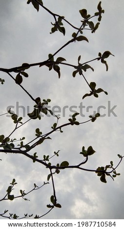 A image of tree branches with sky background in evening.