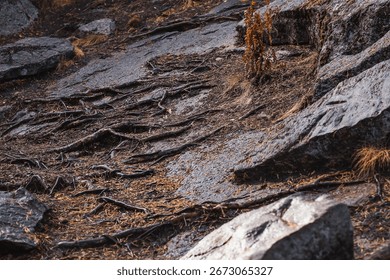 Image of tree roots intertwined between stones. The photo was taken in Karelia on the Ladoga skerries. The sunlight illuminates the roots and stones.