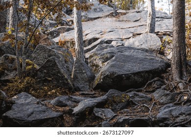 Image of tree roots intertwined between stones. The photo was taken in Karelia on the Ladoga skerries. The sunlight illuminates the roots and stones.